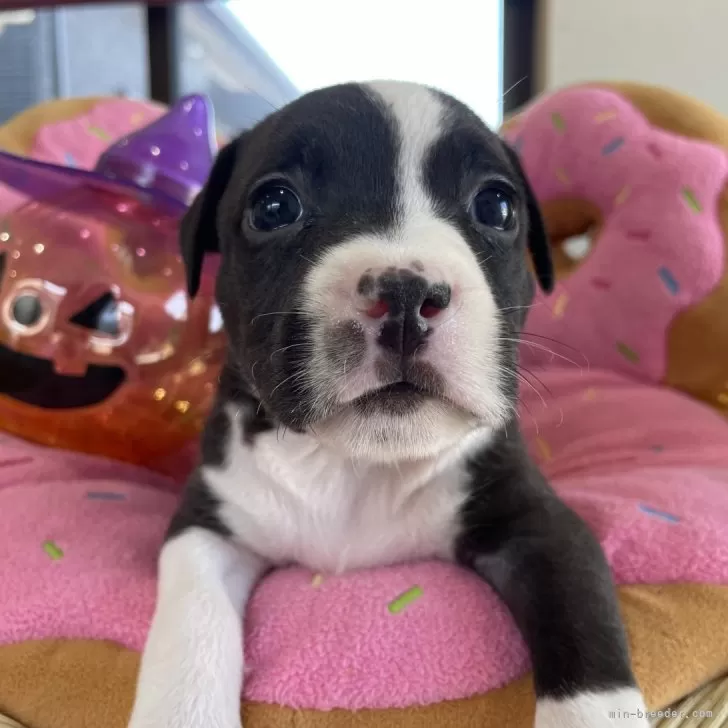ID：2410-03367の子犬