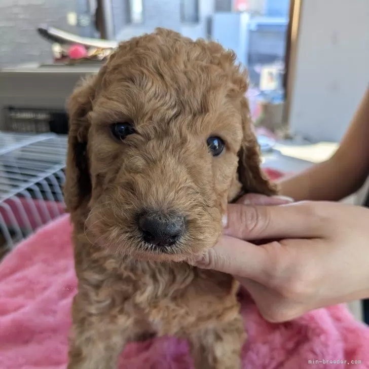 ID:2407-01441の子犬