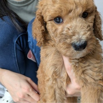 スタンダードプードル【愛知県・男の子・2024年7月15日・アプリコット】の写真「お母さん３項目クリア」