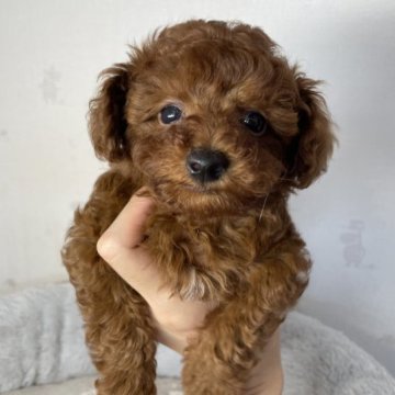 トイプードル(ティーカップ)【愛知県・男の子・2023年4月9日・レッド】の写真「綺麗な毛色💛甘えん坊」