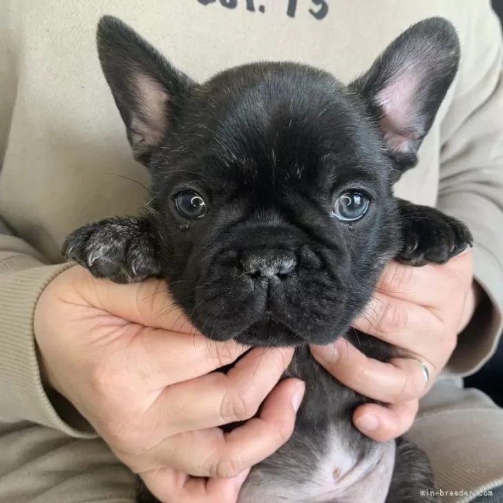 ID:2502-02722の子犬