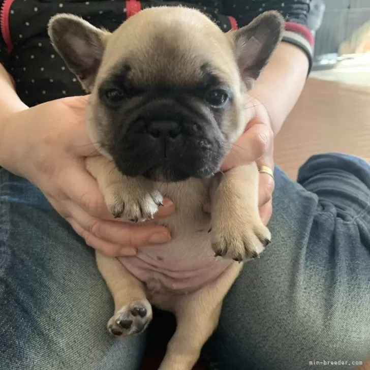 Ｉ.K 様のお迎えした子犬