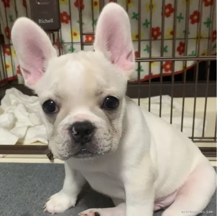 ID：2508-01786の子犬