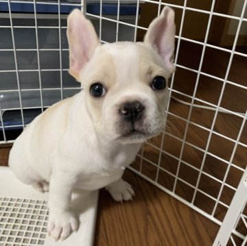 フレンチブルドッグ【栃木県・男の子・2025年9月25日・ハニーパイド】の写真「ムチムチコロコロボディ」