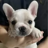 フレンチブルドッグ