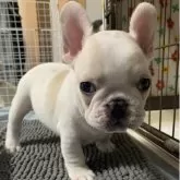 フレンチブルドッグ