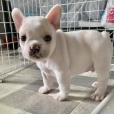 フレンチブルドッグ