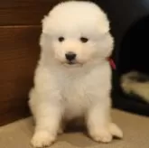 サモエド