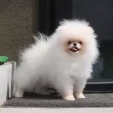 ポメラニアン