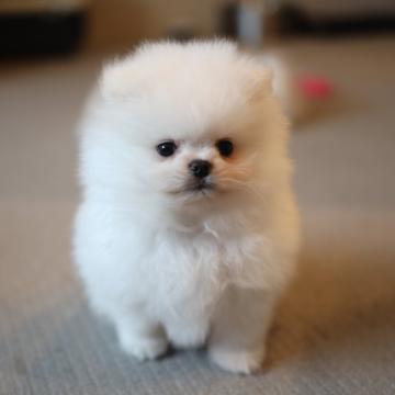 ポメラニアン【千葉県・男の子・2022年6月15日・ホワイト】の写真「両親韓国からの輸入犬」