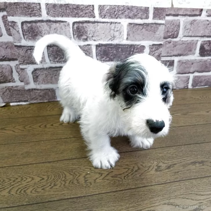 シーリハムテリア【三重県・男の子・2025年8月1日・ホワイトアンドバヂャー】の写真1「兄弟の中で一番小さかったですが、ご飯をよく食べ追いついています！」