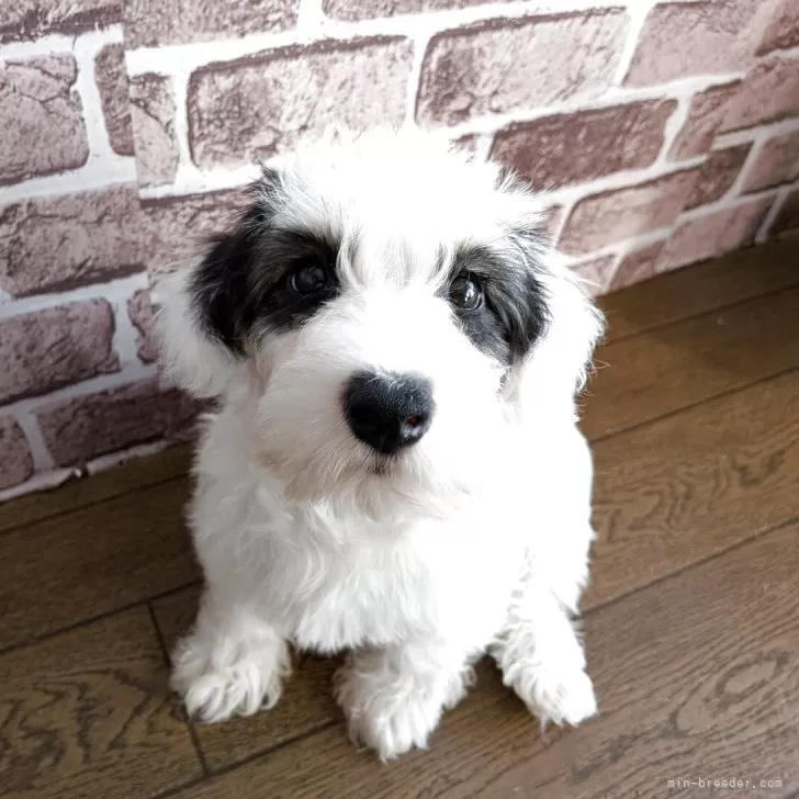 ID:2507-08100の子犬