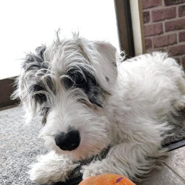 シーリハムテリア【三重県・男の子・2025年8月1日・ホワイトアンドバヂャー】の写真「わんちゃん同士、仲良く遊びます。」