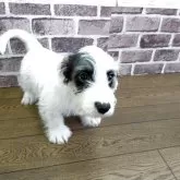 シーリハムテリア【三重県・男の子・2025年8月1日・ホワイトアンドバヂャー】の写真7