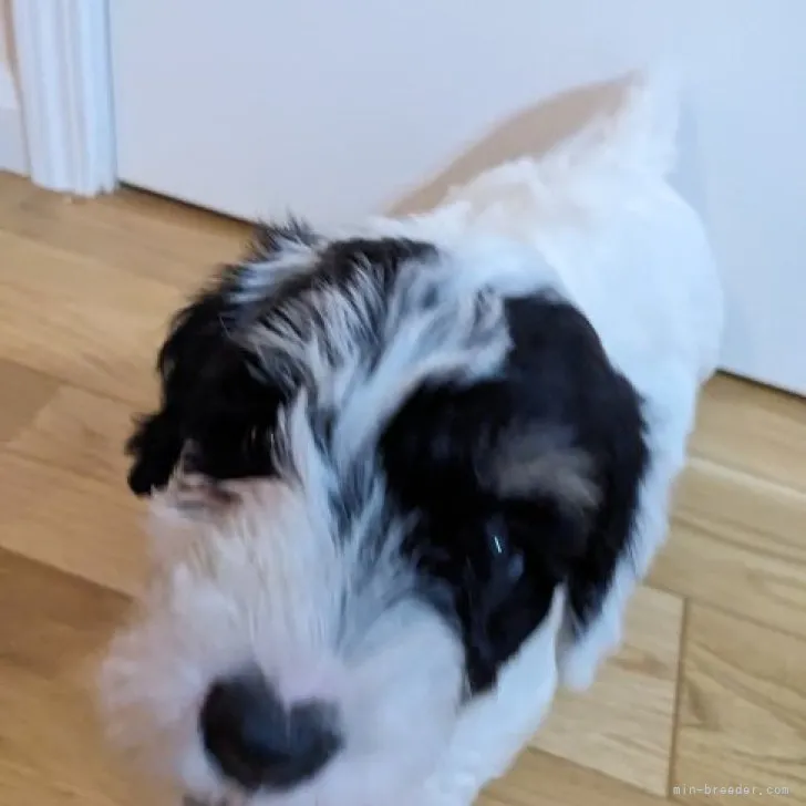 ID：2309-06012の子犬