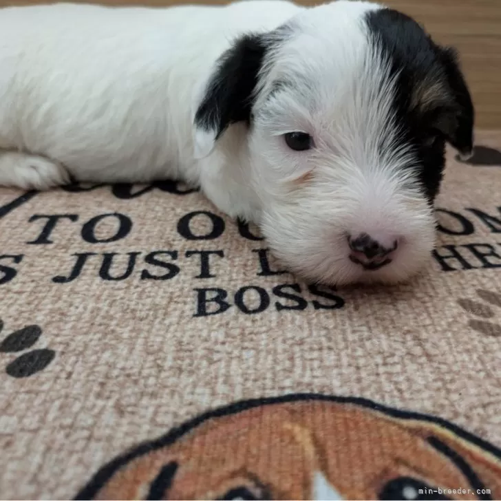 ID：2408-07603の子犬