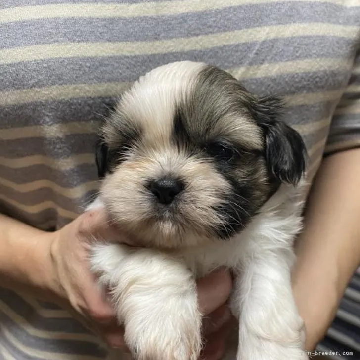ID:2211-02968の子犬
