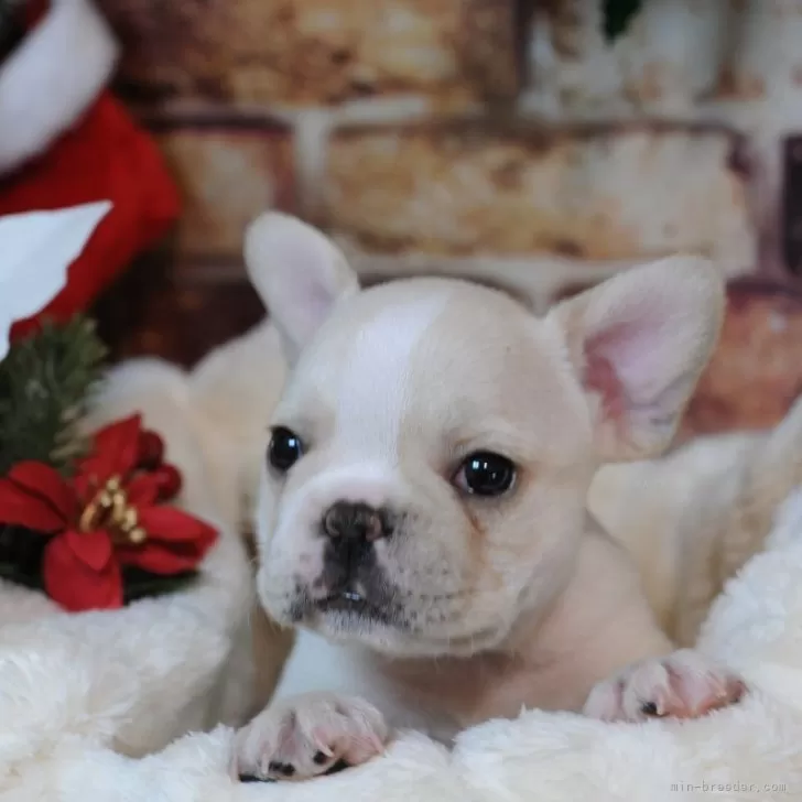 フレンチブルドッグ【広島県・女の子・2025年9月23日・クリーム】の写真1「こんにちは🎀」