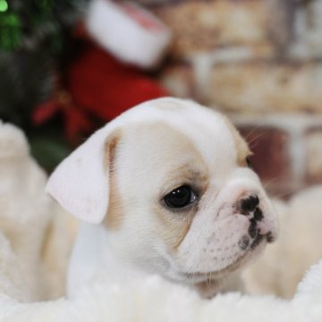 フレンチブルドッグ【広島県・男の子・2025年9月23日・クリーム】の写真「おでこの柄がチャームポイント🐶︎💕︎」