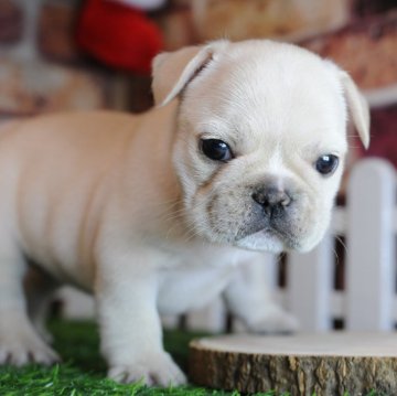 フレンチブルドッグ【広島県・女の子・2025年9月23日・クリーム】の写真「むちむちタレ目ちゃん💕︎🐾」