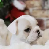 フレンチブルドッグ