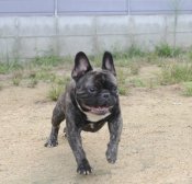 フレンチブルドッグ【・男の子・2022年10月13日・ブリンドル】「遊んでる最中はこんな可愛いお顔もするんです🩷」