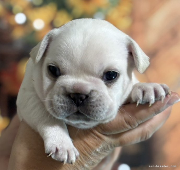 三木有紀ブリーダーのブログ：健やかに育っています