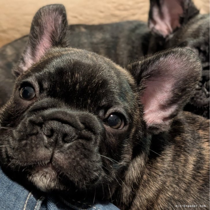 フレンチブルドッグ【大阪府・男の子・2025年9月26日・タイガー