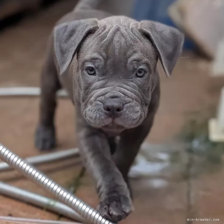 ミニ 様のお迎えした子犬