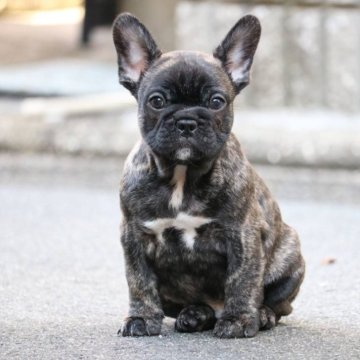 フレンチブルドッグ【大阪府・男の子・2025年9月26日・タイガーブリンドル】の写真「のんびりした体格の良い男の子で甘えん坊です」