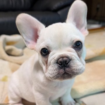 フレンチブルドッグ【大阪府・男の子・2025年9月26日・クリーム】の写真「ふわふわマシュマロボーイ！イチオシです。」