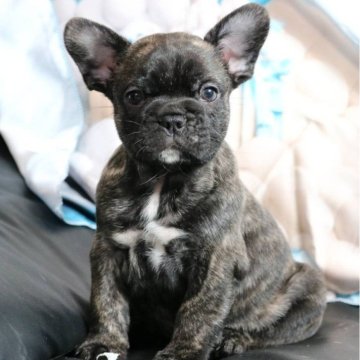 フレンチブルドッグ【大阪府・男の子・2025年9月26日・タイガーブリンドル】の写真「のんびりした体格の良い男の子で甘えん坊です」