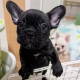 フレンチブルドッグ