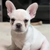 フレンチブルドッグ