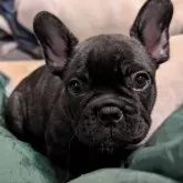 フレンチブルドッグ