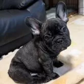 フレンチブルドッグ