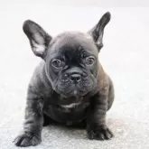 フレンチブルドッグ