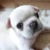 フレンチブルドッグ