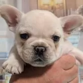 フレンチブルドッグ