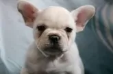 フレンチブルドッグ【大阪府・女の子・2025年9月26日・クリーム】の写真4