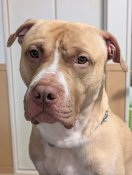 アメリカンピットブルテリア【・男の子・2023年4月20日・イエロー】「とてもハンサムでInstagramではファンがたくさんいてます。」