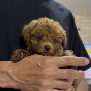 トイプードル(タイニー)【兵庫県・女の子・2025年8月7日・レッド】の写真「薄ピンクの首輪をした可愛い女の子」