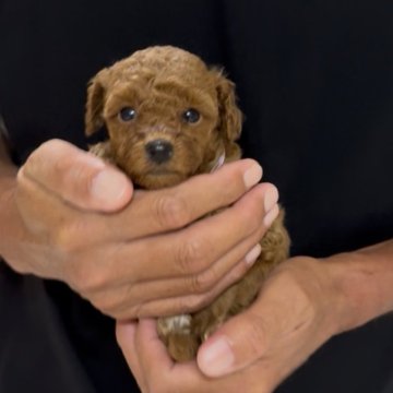トイプードル(タイニー)【兵庫県・男の子・2025年8月7日・レッド】の写真「元気な紫の首輪の男の子♪」