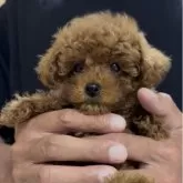 タイニープードル