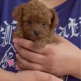 タイニープードル