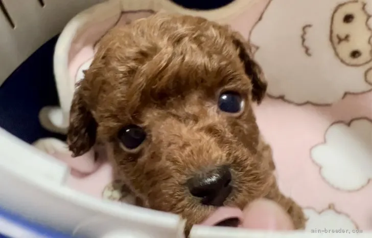 ID:2112-01373の子犬