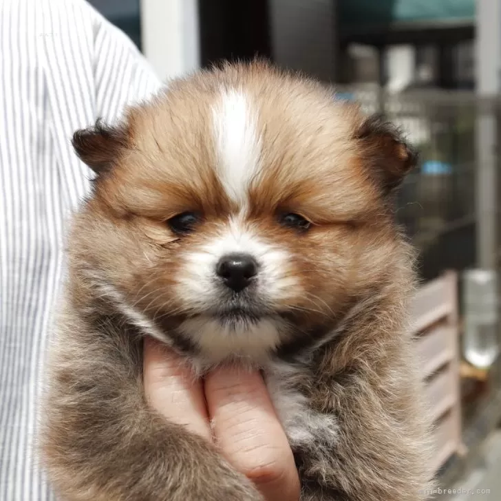 ID:2506-02265の子犬
