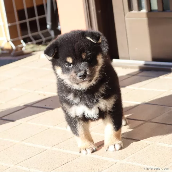 ID：2412-00850の子犬