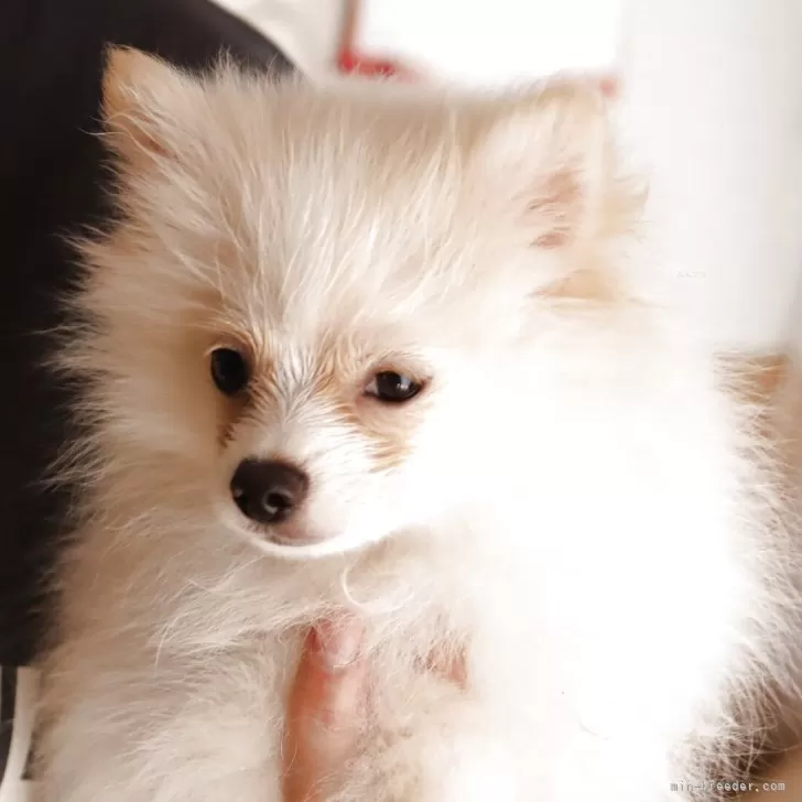 ID：2507-08648の子犬