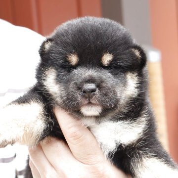 柴犬(標準サイズ)【埼玉県・女の子・2025年7月12日・黒】の写真「コロコロで可愛い女の子」